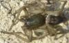 Clubiona sp.